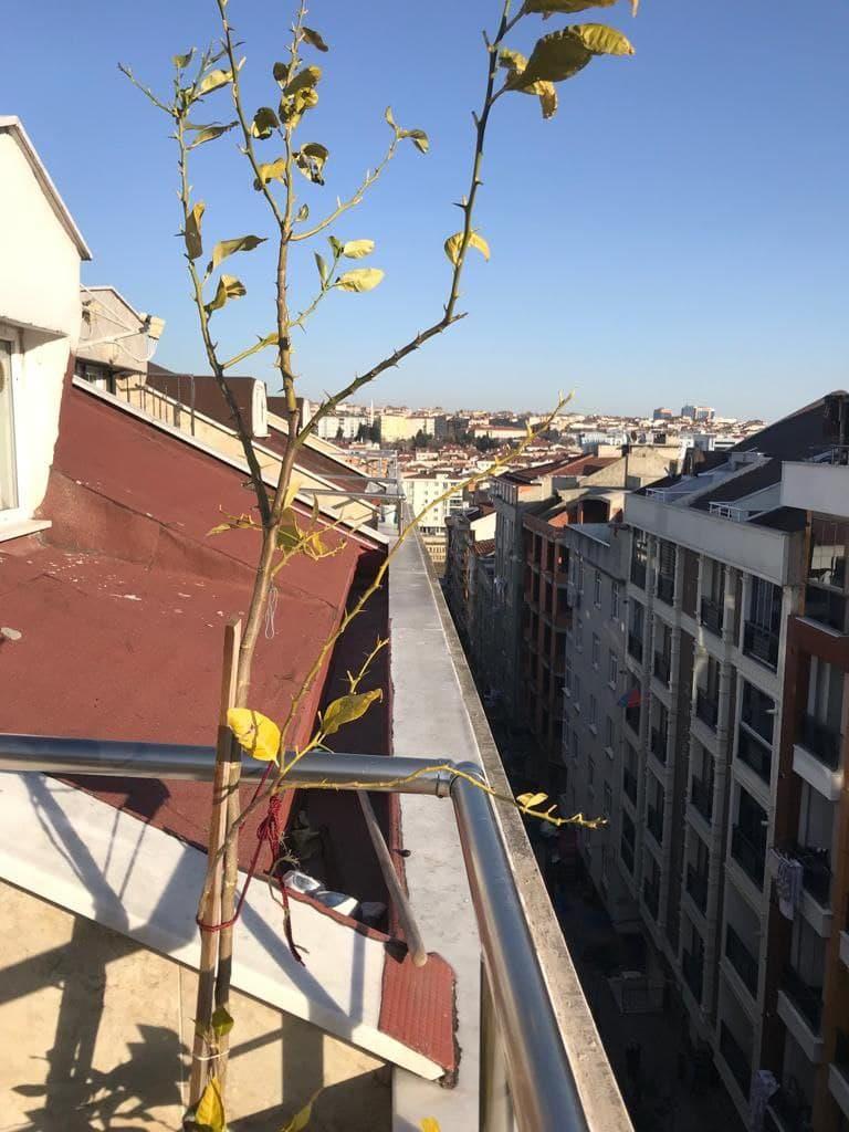 واحد اجاره ای یک خواب در شیرین اولر